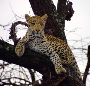 African leopard (Bob ingle photo)
