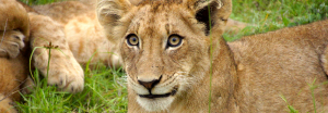 African lion cub (Bob ingle photo) 