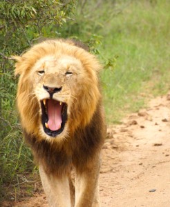 Lion in Botswana (Bob Ingle photo)