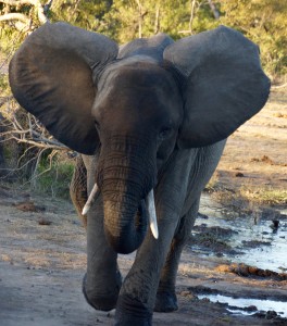 Timbavati African elephant (Bob Ingle photo)