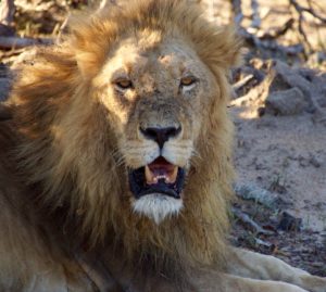 Male lion in middle of the day in South Africa (Bob ingle photo)