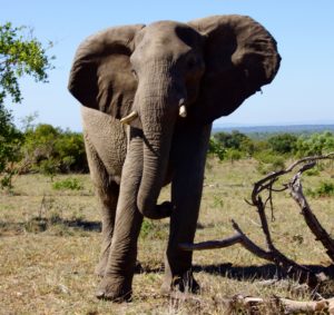 African elephant (Bob Ingle photo) 