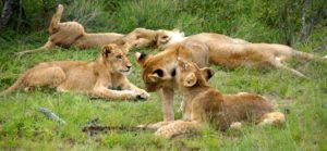 Young lions playing in Botswana (Bob Ingle photo)