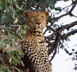 Leopard (Bob Ingle Photo)