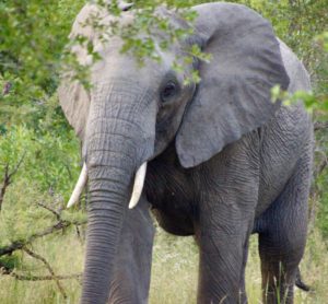 Male African elephant (Bob Ingle photo)