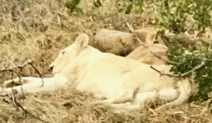 Rare white lion of the Timbavati (Bob Ingle photo)